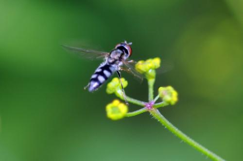 Réf. 239 980 : Platycheirus albimanus